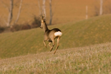 CAPRIOLO