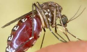 dengue