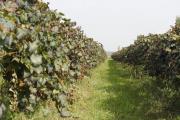 agri (1)