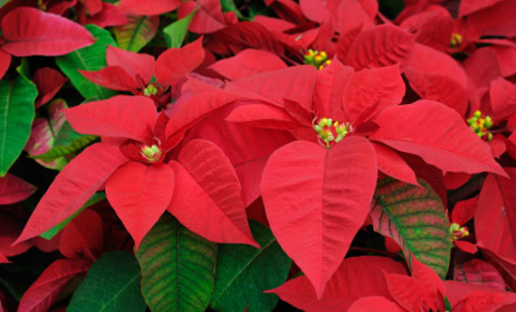 stella-natale-cure