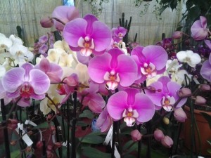ORCHIDEE 1