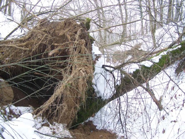Danni neve Parco Sassi