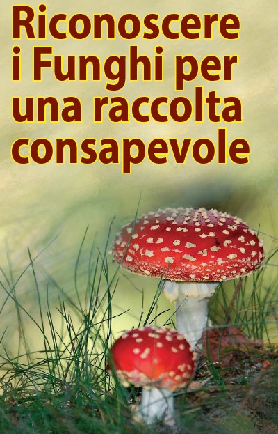Incontri funghi