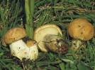 funghi primaverili