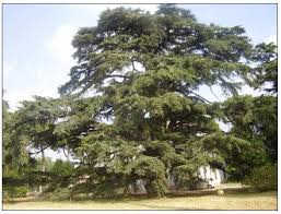 alberi monumentali