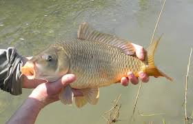 carpa