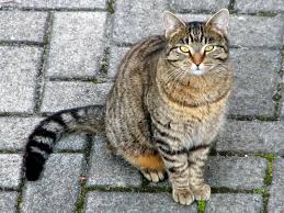 gatto