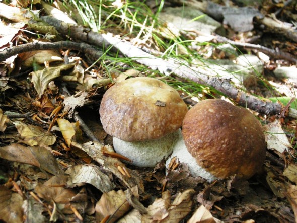 Funghi