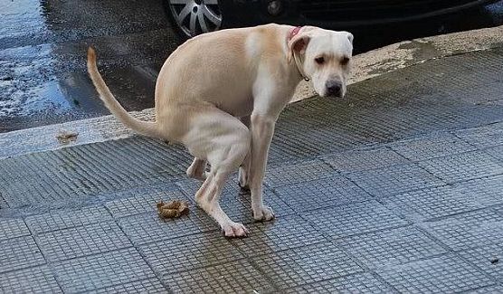 cacca-cani