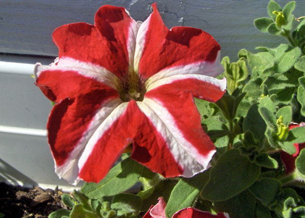 fleur-petunia-rouge-et-blanc