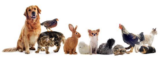 veterinario2