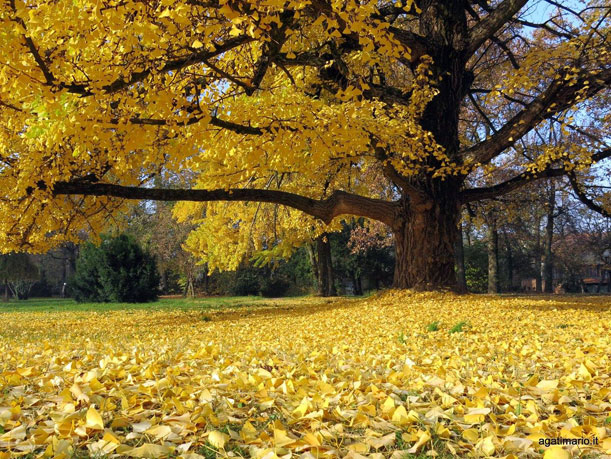 ginkgo