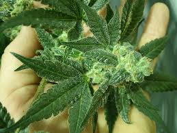 Denunciato un 54 enne per coltivazione di marijuana; allo stesso, ritirata la patente di guida