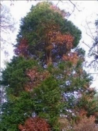 54 nuovi pioppi cipressini al Parco Ducale