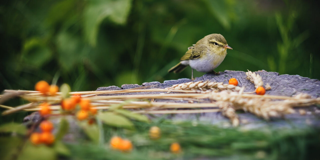 “Le ricette di Babalù, il cuoco degli uccellini”
