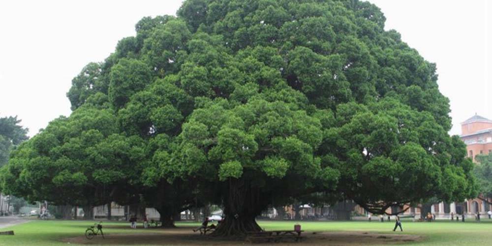 Alberi monumentali, via al censimento