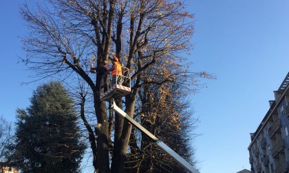 DA MARTEDÌ PROSSIMO IL VIA ALLA POTATURA DI 51 TIGLI IN VIA RADICI IN PIANO, 15 SARANNO ABBATTUTI PERCHÉ PERICOLANTI
