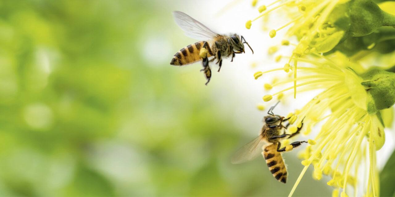 Progettare giardini amici delle api