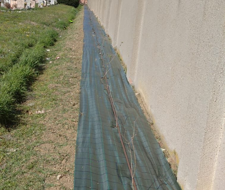 UNA NUOVA SIEPE AL CIMITERO NUOVO