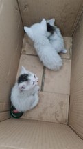 Canile e gattile “Punto&Virgola”: <<Non sbarazzatevi delle cucciolate!>>