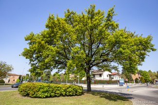 Sicurezza stradale e riduzione dell’inquinamento atmosferico