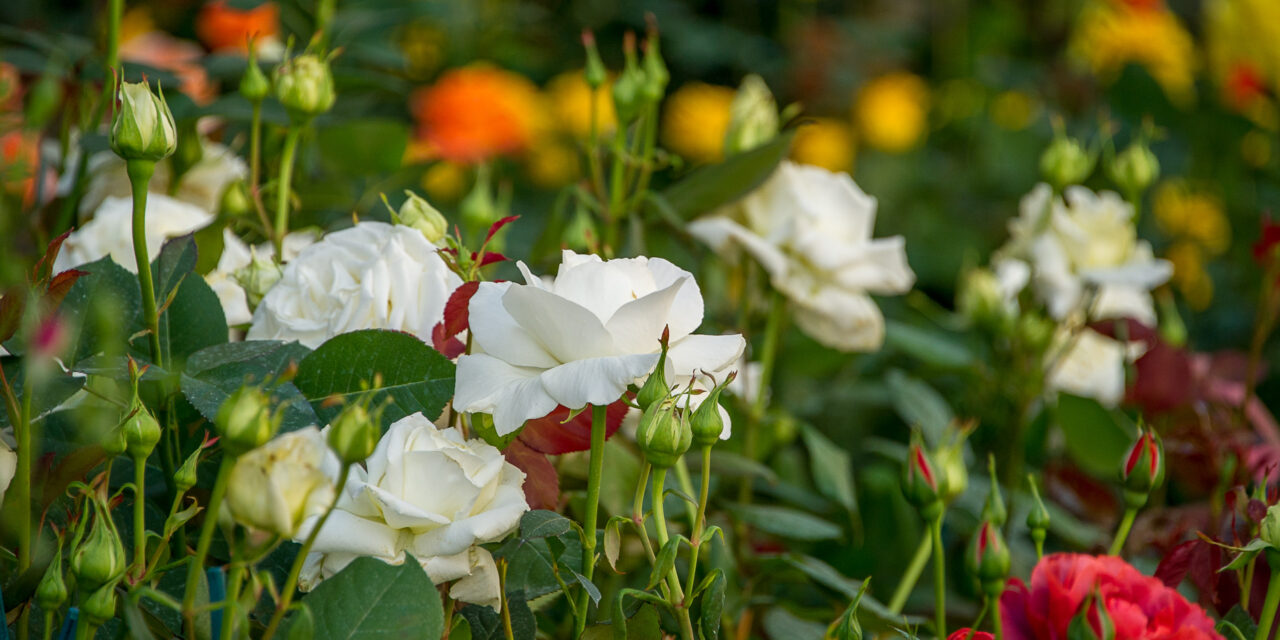 Modena in Fiore riparte dal “Green”