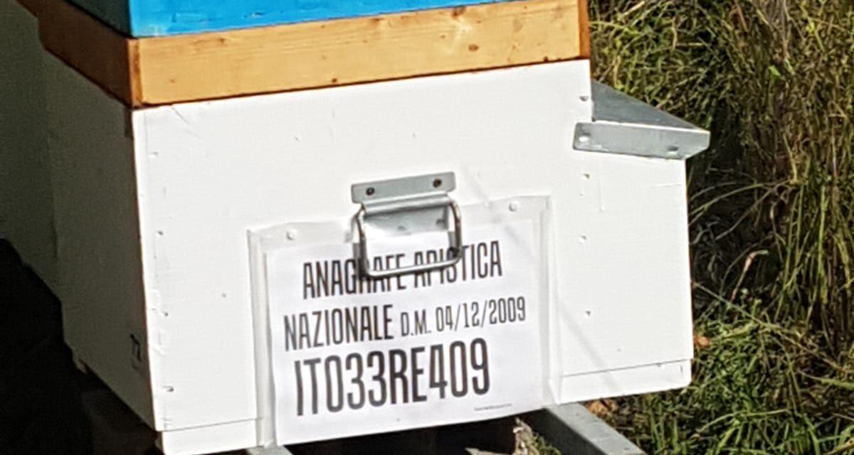 Api e insetti della Riserva