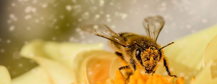 Salse al profumo di miele + Autunno alle Salse