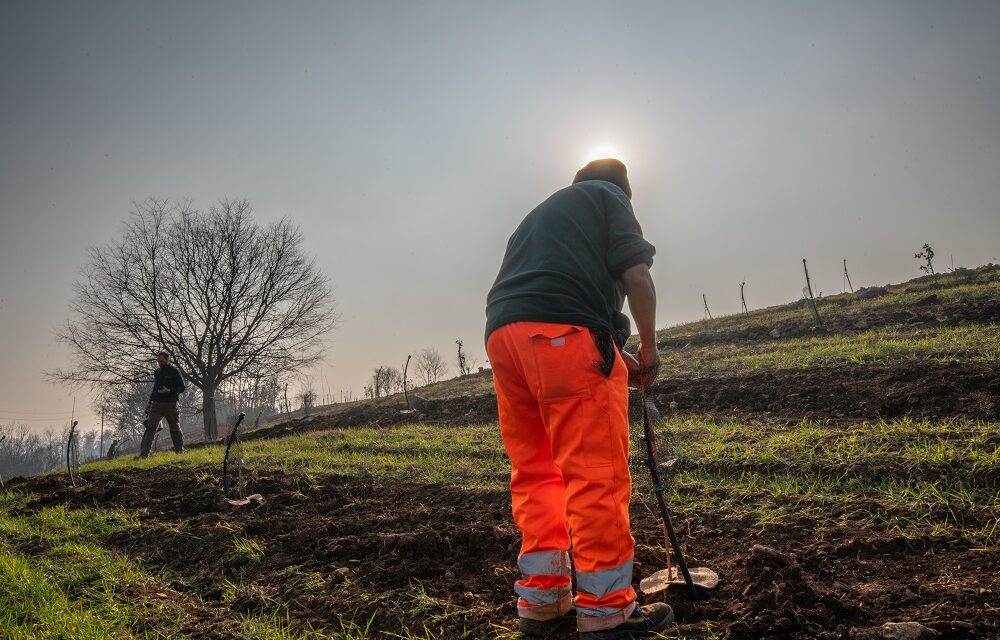 MARANELLO, ECCO LA MESSA A DIMORA DI 331 ALBERI  AL PARCO DELLO SPORT E A BELL’ITALIA:  NEGLI ULTIMI MESI 33 ABBATTIMENTI E 437 NUOVE PIANTE