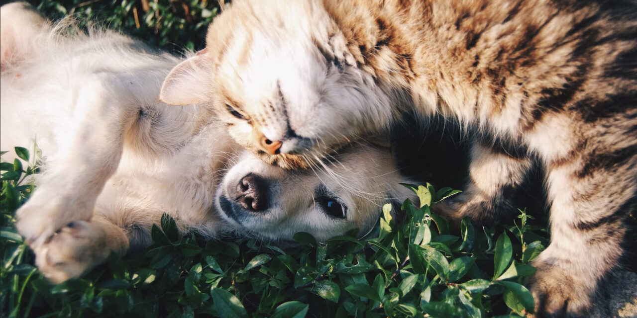 Multe a chi maltratta gli animali