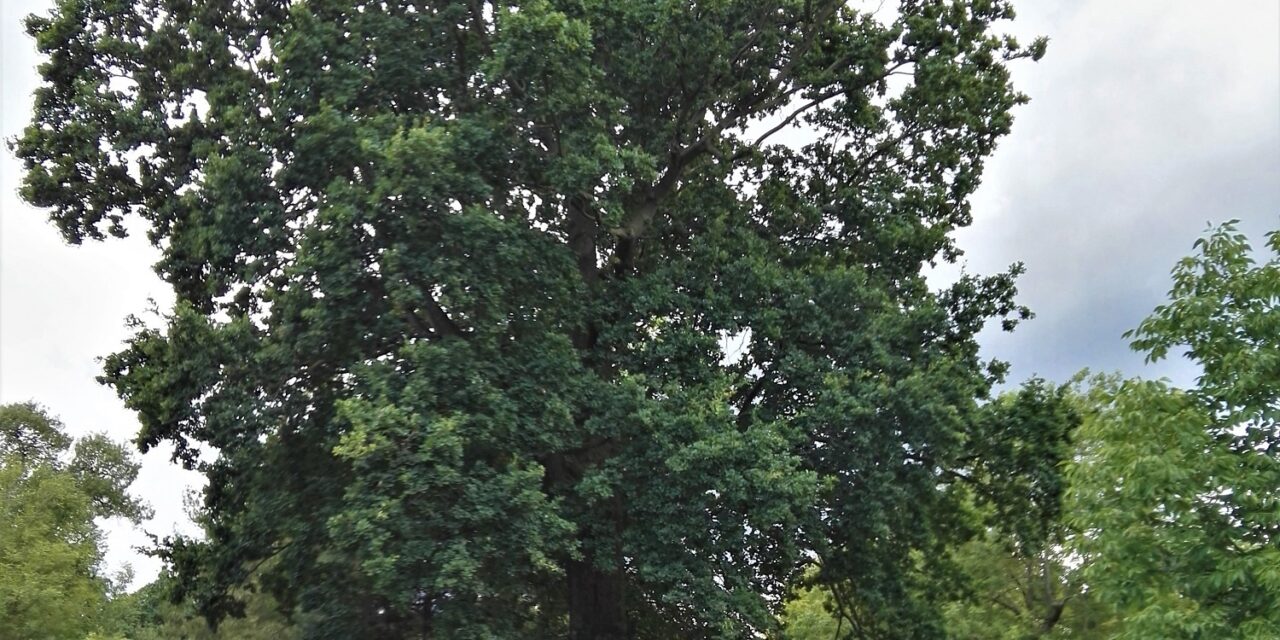 Storie sugli alberi e la natura