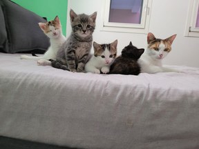 Canile e gattile Punto & Virgola di Magreta: tanti micini in cerca di casa