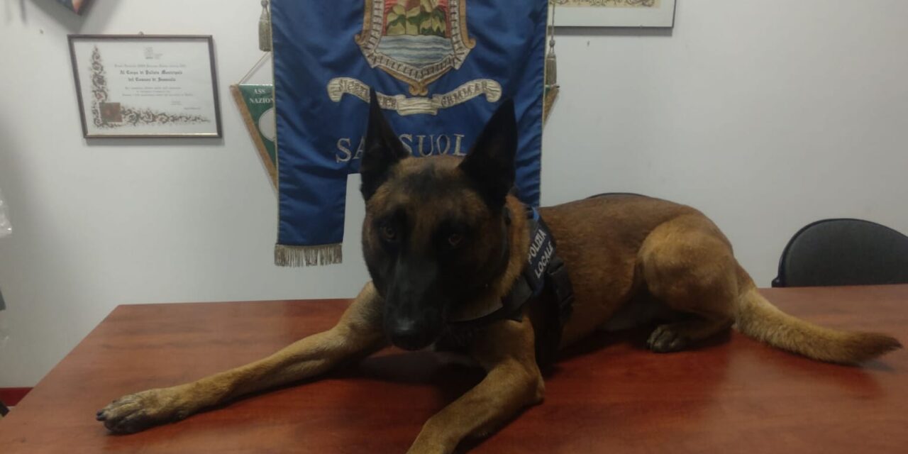 150 GRAMMI DI SOSTANZA STUPEFACENTE SEQUESTRATA DALLA POLIZIA LOCALE