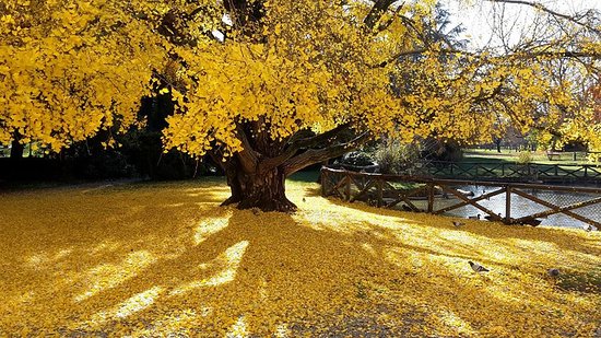 Premio Ginkgo d’Oro 2026
