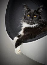 Nel weekend, una mostra su cani e gatti