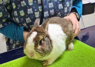 Maltrattamento e abbandono di animali