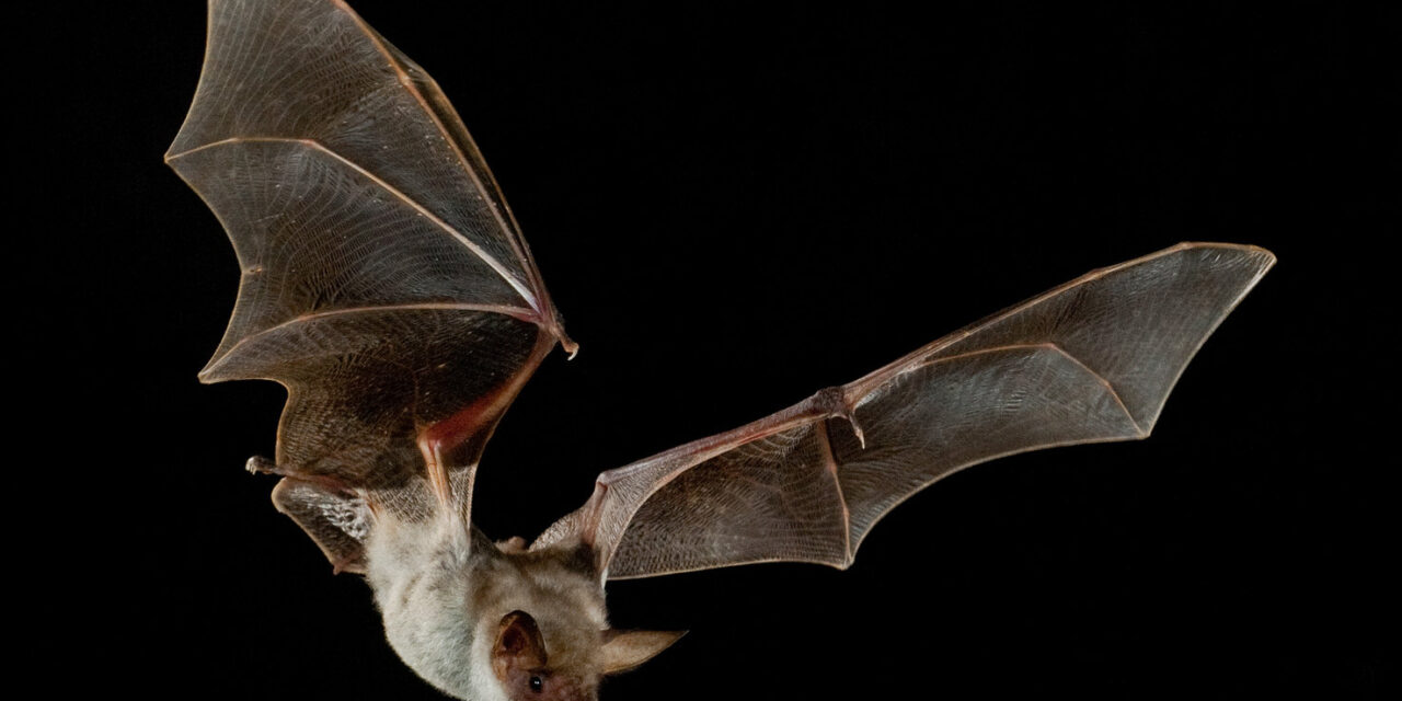 “Indole notturna” e “Scopriamo i pipistrelli”