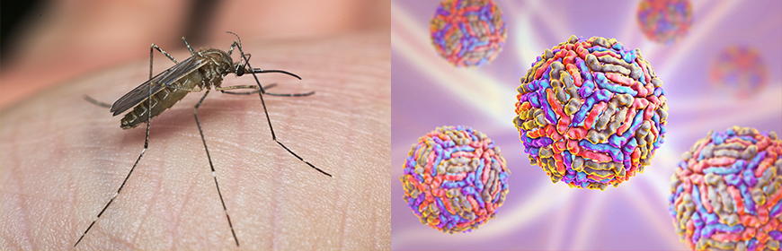 SORVEGLIANZA E CONTROLLO DELLA WEST NILE DISEASE