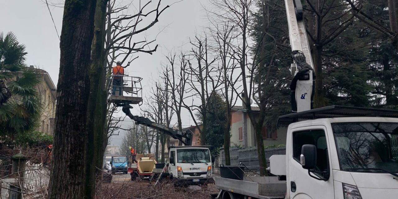 500 ALBERI POTATI NEGLI ULTIMI TRE MESI. PRONTI NUOVI INVESTIMENTI PER LA CURA DEL VERDE PUBBLICO