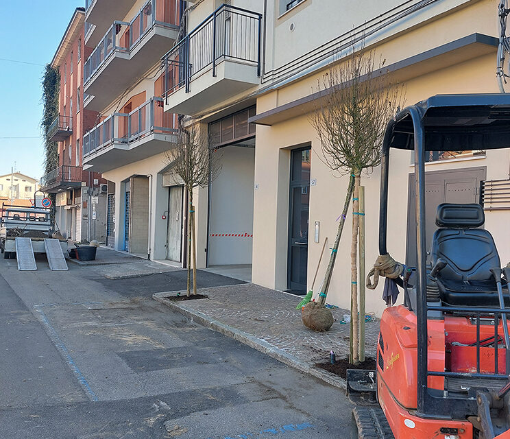 116 NUOVI ALBERI: 51 appena piantumati, 65 lo saranno nei prossimi giorni