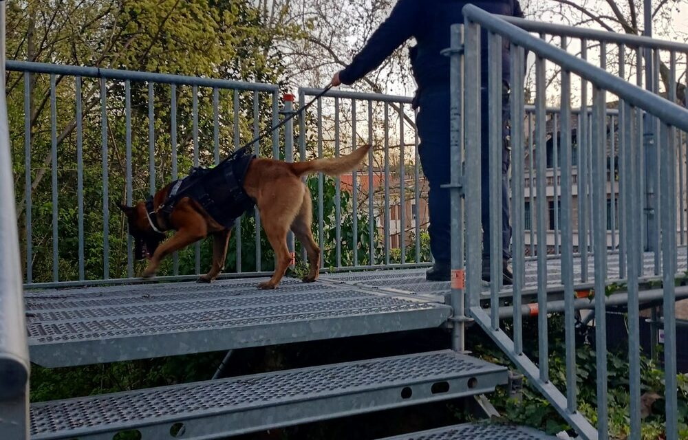 Controlli serali con il cane antidroga Hector