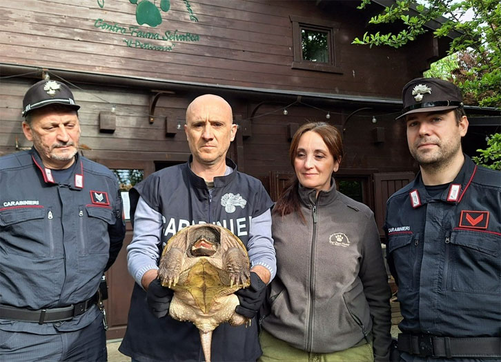 Sequestrata una Tartaruga alligatore a Formigine