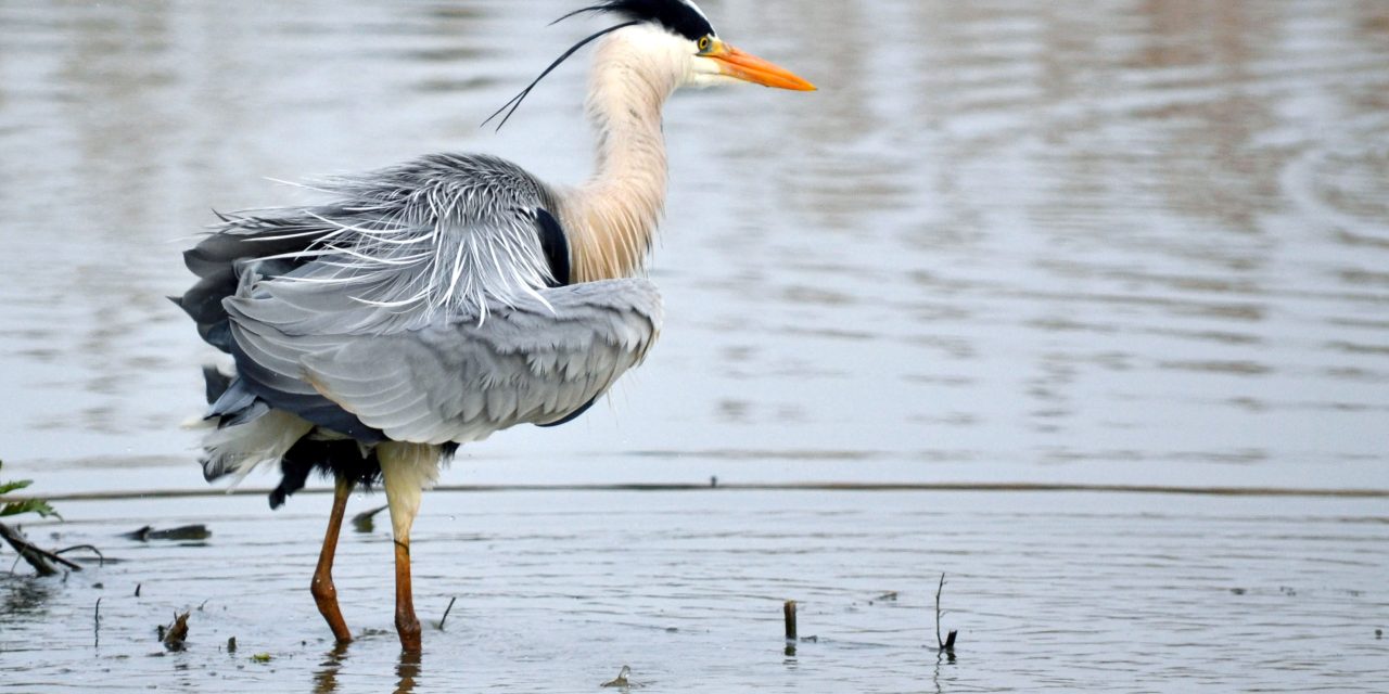 Con l’Europa per Ripristinare la Natura del Fiume Secchia