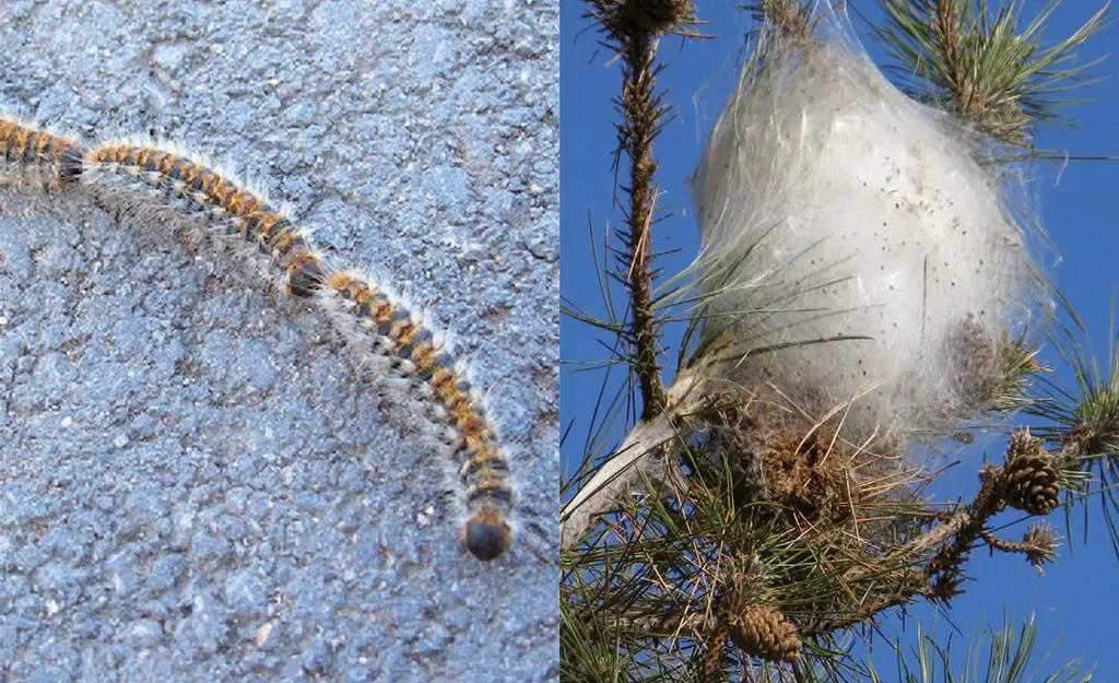 Lotta alla Processionaria del pino
