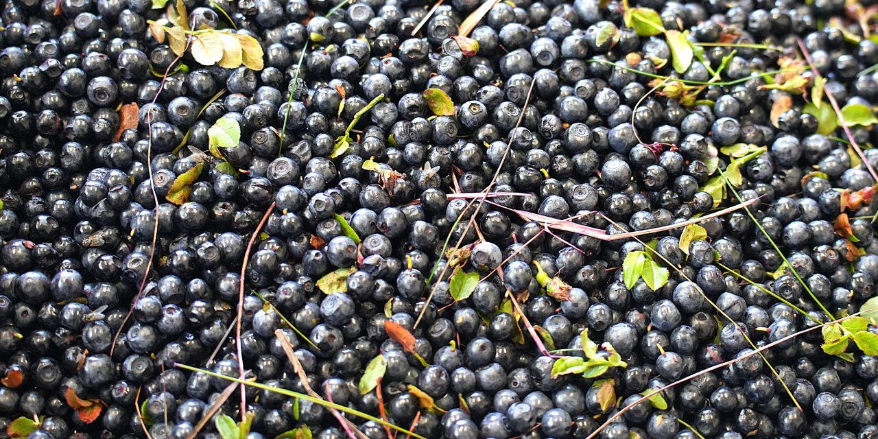 MIRTILLO NERO SELVATICO DELL’ALTO FRIGNANO